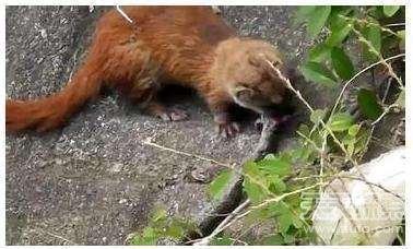 会吃蛇的动物有几种，这几种动物竟喜欢吃蛇