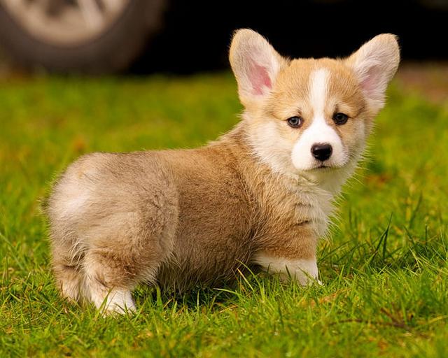 威尔士小短腿柯基犬，柯基犬备受英国皇室成员的青睐