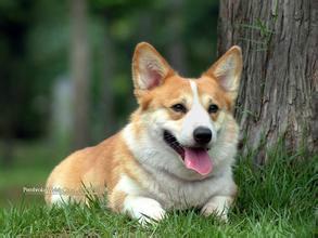 威尔士小短腿柯基犬，柯基犬备受英国皇室成员的青睐