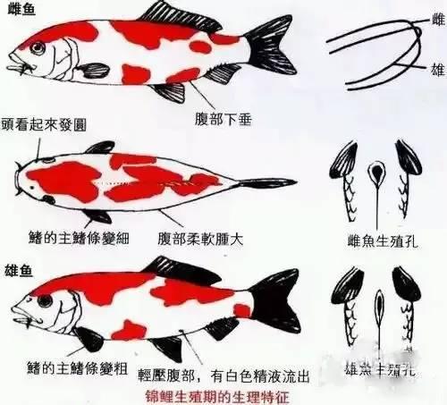 锦鲤的正确养法，如何正确饲养锦鲤