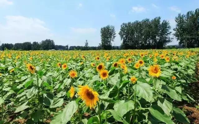 世界排名前十的奢侈品，全球十大奢侈品都有哪些