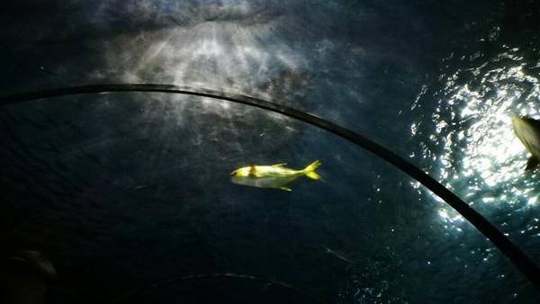 泉城欧乐堡梦幻世界，泉城欧乐堡梦幻世界乐园简介（愉快出行丨厦门欧乐堡带你体验“梦幻世界”）