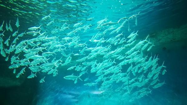 泉城欧乐堡梦幻世界，泉城欧乐堡梦幻世界乐园简介（愉快出行丨厦门欧乐堡带你体验“梦幻世界”）