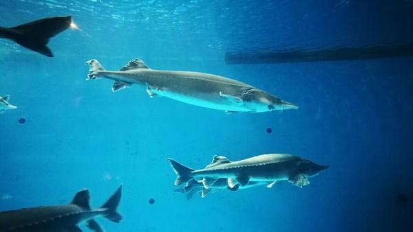 泉城欧乐堡梦幻世界，泉城欧乐堡梦幻世界乐园简介（愉快出行丨厦门欧乐堡带你体验“梦幻世界”）