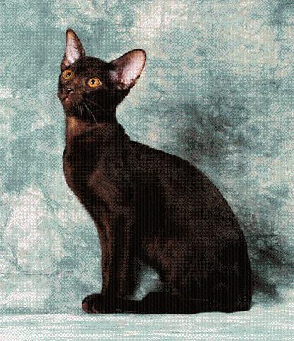 猫咪的品种有哪些，猫咪品种都有哪些（27种猫咪品种大全）