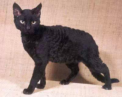 猫咪的品种有哪些，猫咪品种都有哪些（27种猫咪品种大全）