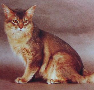 猫咪的品种有哪些，猫咪品种都有哪些（27种猫咪品种大全）