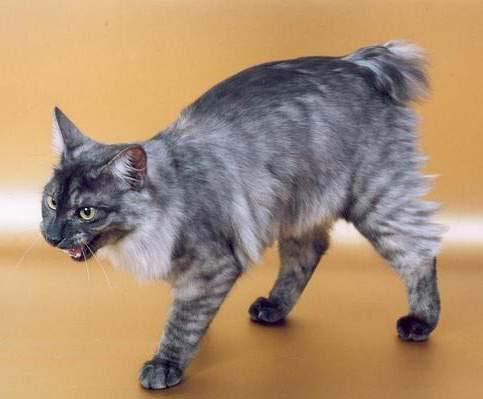 猫咪的品种有哪些，猫咪品种都有哪些（27种猫咪品种大全）