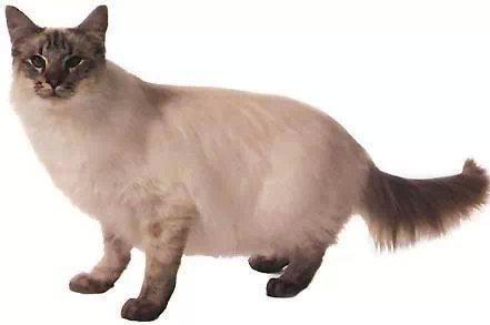 猫咪的品种有哪些，猫咪品种都有哪些（27种猫咪品种大全）