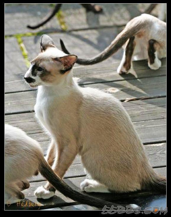 猫咪的品种有哪些，猫咪品种都有哪些（27种猫咪品种大全）