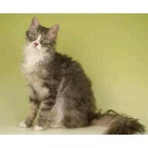 猫咪的品种有哪些，猫咪品种都有哪些（27种猫咪品种大全）