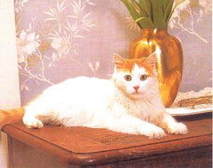 猫咪的品种有哪些，猫咪品种都有哪些（27种猫咪品种大全）