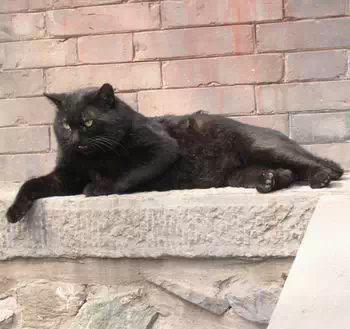 猫咪的品种有哪些，猫咪品种都有哪些（27种猫咪品种大全）