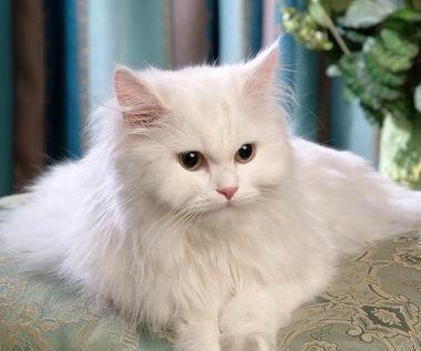 猫咪的品种有哪些，猫咪品种都有哪些（27种猫咪品种大全）