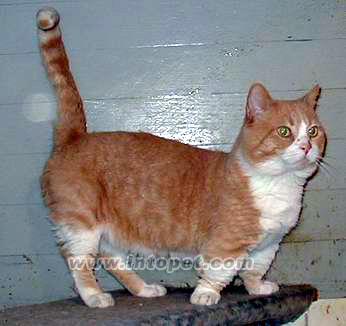 猫咪的品种有哪些，猫咪品种都有哪些（27种猫咪品种大全）