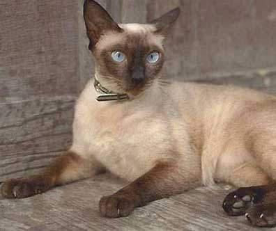 猫咪的品种有哪些，猫咪品种都有哪些（27种猫咪品种大全）