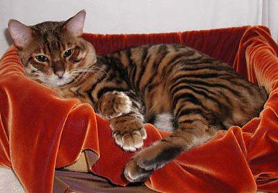 猫咪的品种有哪些，猫咪品种都有哪些（27种猫咪品种大全）