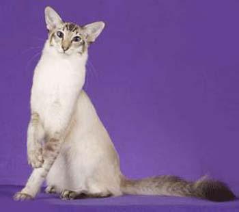 猫咪的品种有哪些，猫咪品种都有哪些（27种猫咪品种大全）