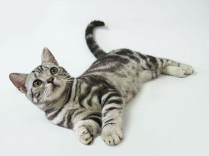 猫咪的品种有哪些，猫咪品种都有哪些（27种猫咪品种大全）