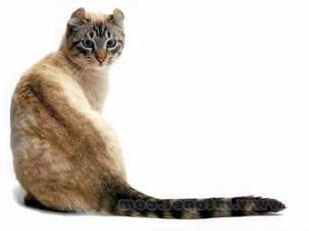 猫咪的品种有哪些，猫咪品种都有哪些（27种猫咪品种大全）