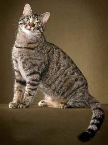 猫咪的品种有哪些，猫咪品种都有哪些（27种猫咪品种大全）