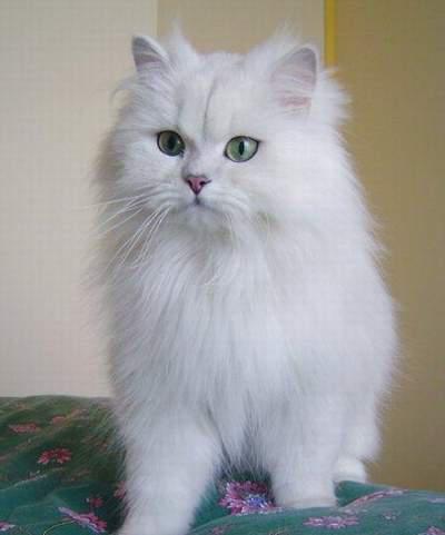 猫咪的品种有哪些，猫咪品种都有哪些（27种猫咪品种大全）