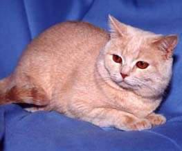 猫咪的品种有哪些，猫咪品种都有哪些（27种猫咪品种大全）