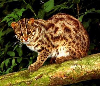 猫咪的品种有哪些，猫咪品种都有哪些（27种猫咪品种大全）