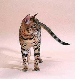 猫咪的品种有哪些，猫咪品种都有哪些（27种猫咪品种大全）