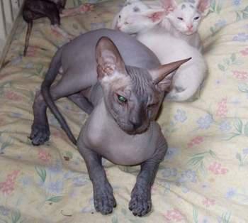 猫咪的品种有哪些，猫咪品种都有哪些（27种猫咪品种大全）