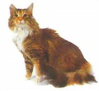 猫咪的品种有哪些，猫咪品种都有哪些（27种猫咪品种大全）