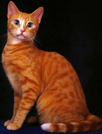 猫咪的品种有哪些，猫咪品种都有哪些（27种猫咪品种大全）