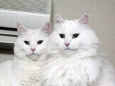 猫咪的品种有哪些，猫咪品种都有哪些（27种猫咪品种大全）