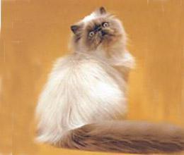 猫咪的品种有哪些，猫咪品种都有哪些（27种猫咪品种大全）