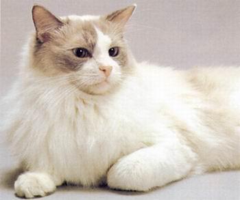 猫咪的品种有哪些，猫咪品种都有哪些（27种猫咪品种大全）