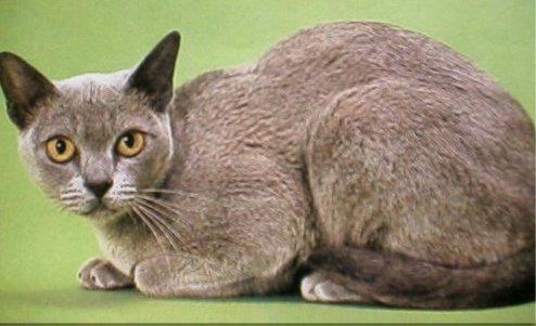 猫咪的品种有哪些，猫咪品种都有哪些（27种猫咪品种大全）