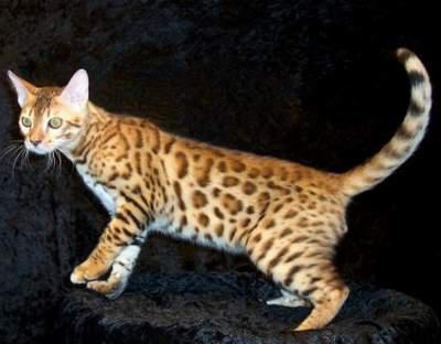 猫咪的品种有哪些，猫咪品种都有哪些（27种猫咪品种大全）