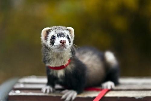 雪貂初学者怎么养，可爱的雪貂居然难养至极