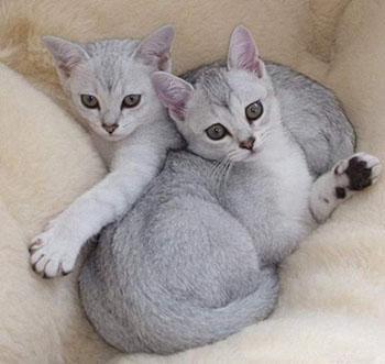 猫咪的品种有哪些，猫咪品种都有哪些（27种猫咪品种大全）