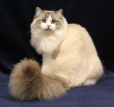 猫咪的品种有哪些，猫咪品种都有哪些（27种猫咪品种大全）