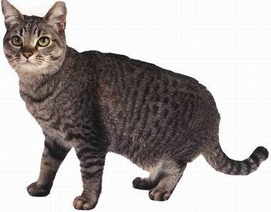 猫咪的品种有哪些，猫咪品种都有哪些（27种猫咪品种大全）