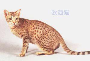 猫咪的品种有哪些，猫咪品种都有哪些（27种猫咪品种大全）