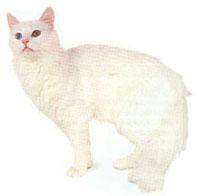 猫咪的品种有哪些，猫咪品种都有哪些（27种猫咪品种大全）