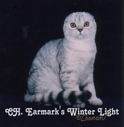 猫咪的品种有哪些，猫咪品种都有哪些（27种猫咪品种大全）