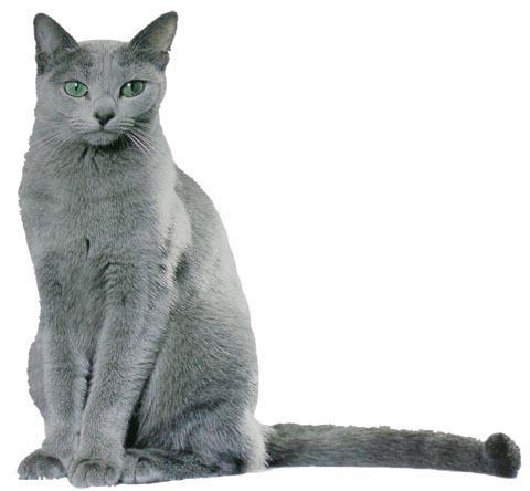 猫咪的品种有哪些，猫咪品种都有哪些（27种猫咪品种大全）