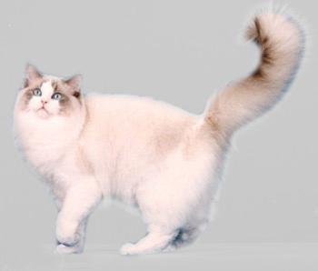 猫咪的品种有哪些，猫咪品种都有哪些（27种猫咪品种大全）