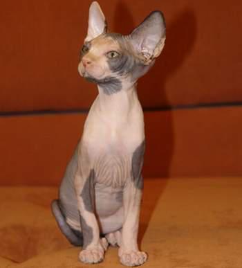 猫咪的品种有哪些，猫咪品种都有哪些（27种猫咪品种大全）