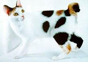 猫咪的品种有哪些，猫咪品种都有哪些（27种猫咪品种大全）