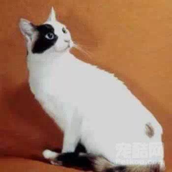 猫咪的品种有哪些，猫咪品种都有哪些（27种猫咪品种大全）