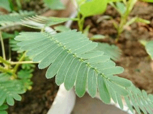含羞草与糖尿病(含羞草可以降血糖吗)